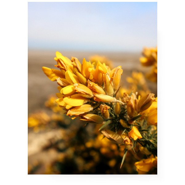 Fotoplátno 3:4 s potiskem Gorse - hlodáš