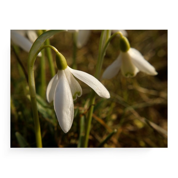 Fotoplátno 4:3 s potiskem Sněženky